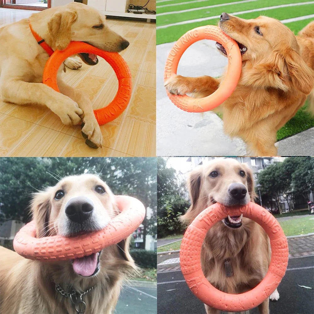 DogTrainingRing™ - Canichechou