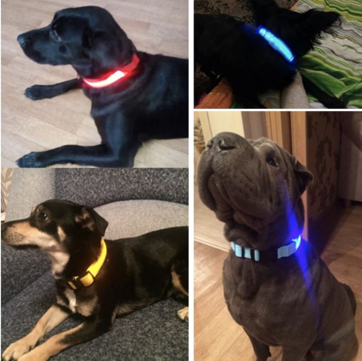 LedCollar™ - Collier à LED rechargeable pour chien - Canichechou